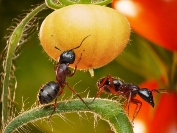Эффективное средство от садовых муравьев найдено!